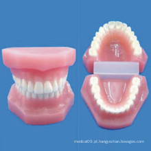 Modelo de enfermagem anatômica de dente natural de tamanho natural (R080111)